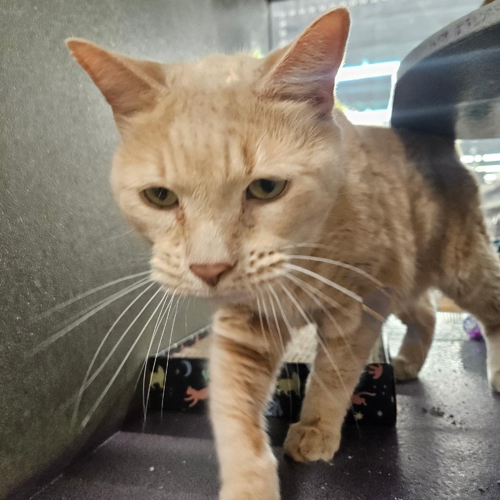 Clayton, Adoptable, Senior Male Domestic Short Hair.