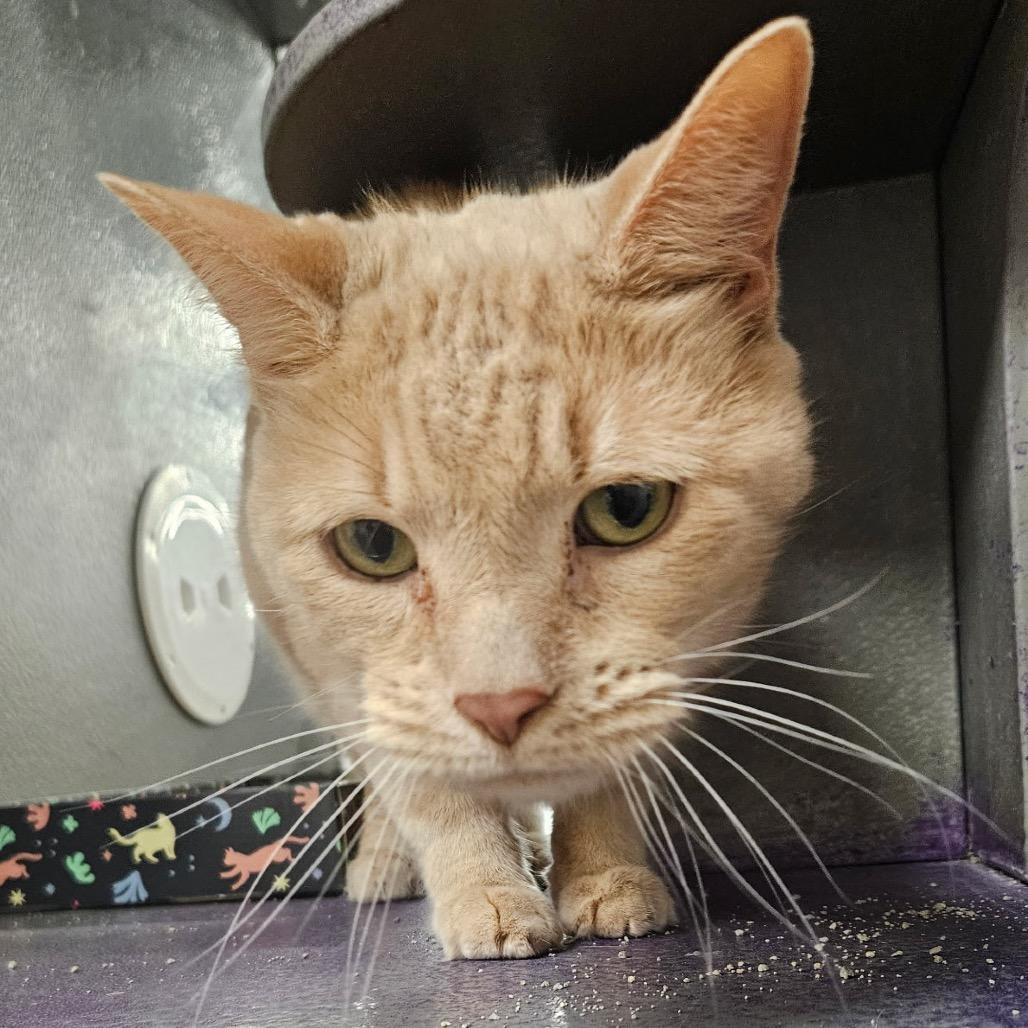 Enlarge Clayton, a Adoptable Domestic Short Hair in Granville, OH image 2/4