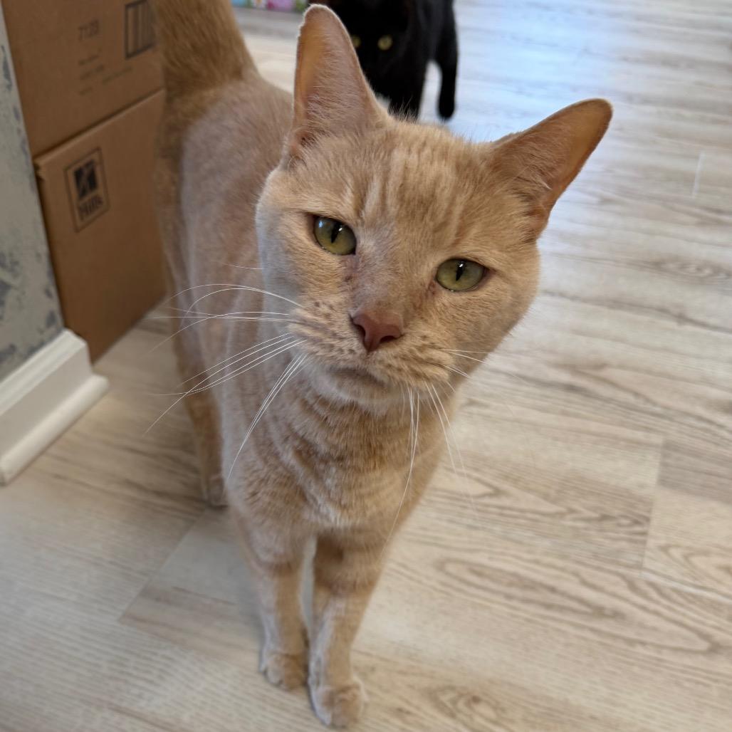 Enlarge Clayton, a Adoptable Domestic Short Hair in Granville, OH image 3/4