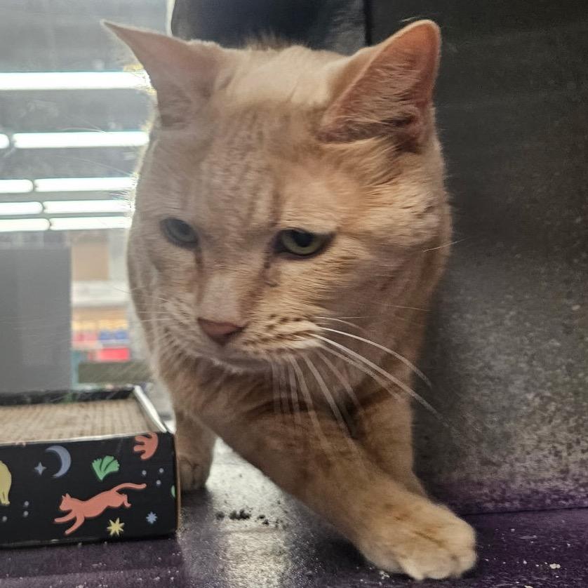 Enlarge Clayton, a Adoptable Domestic Short Hair in Granville, OH image 4/4