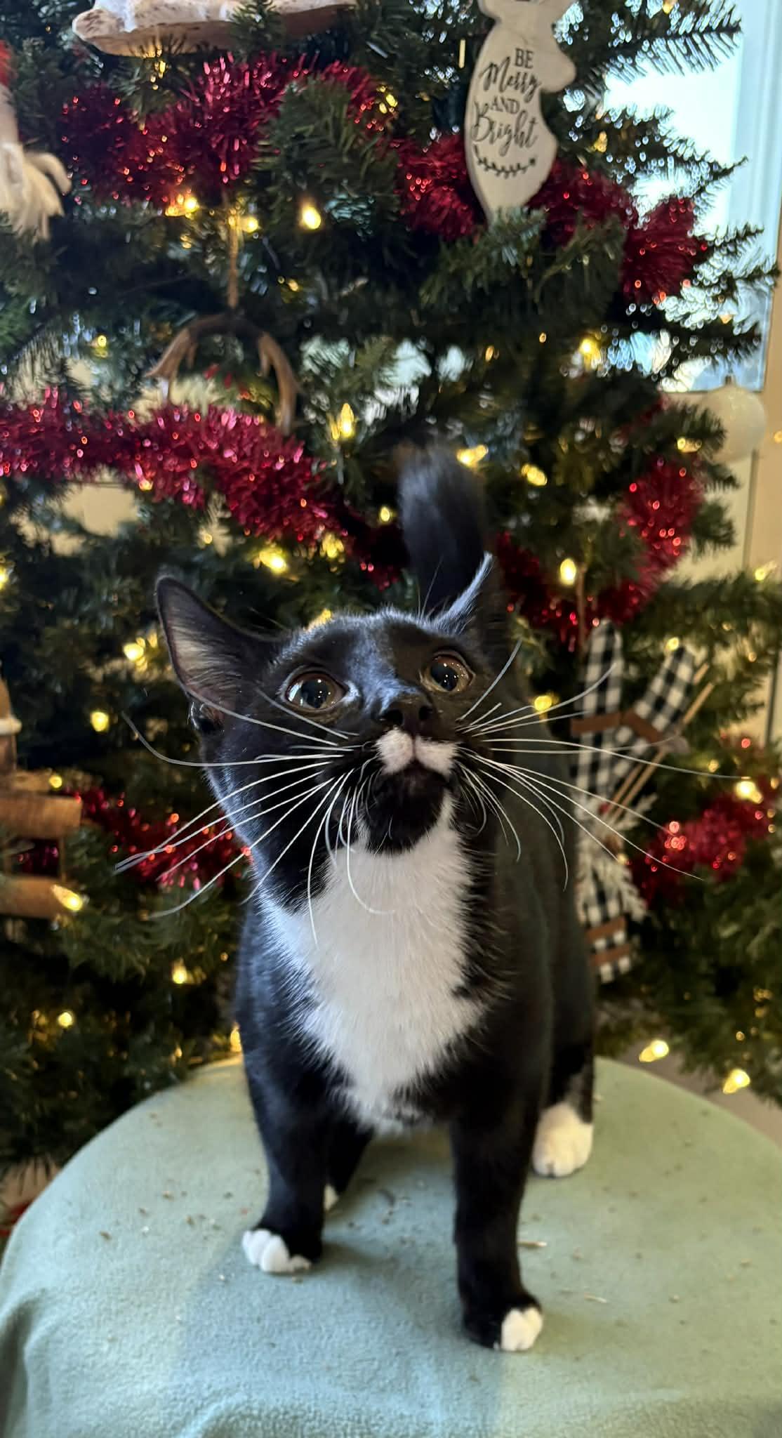 Cledus, Adoptable, Young Male American Shorthair.