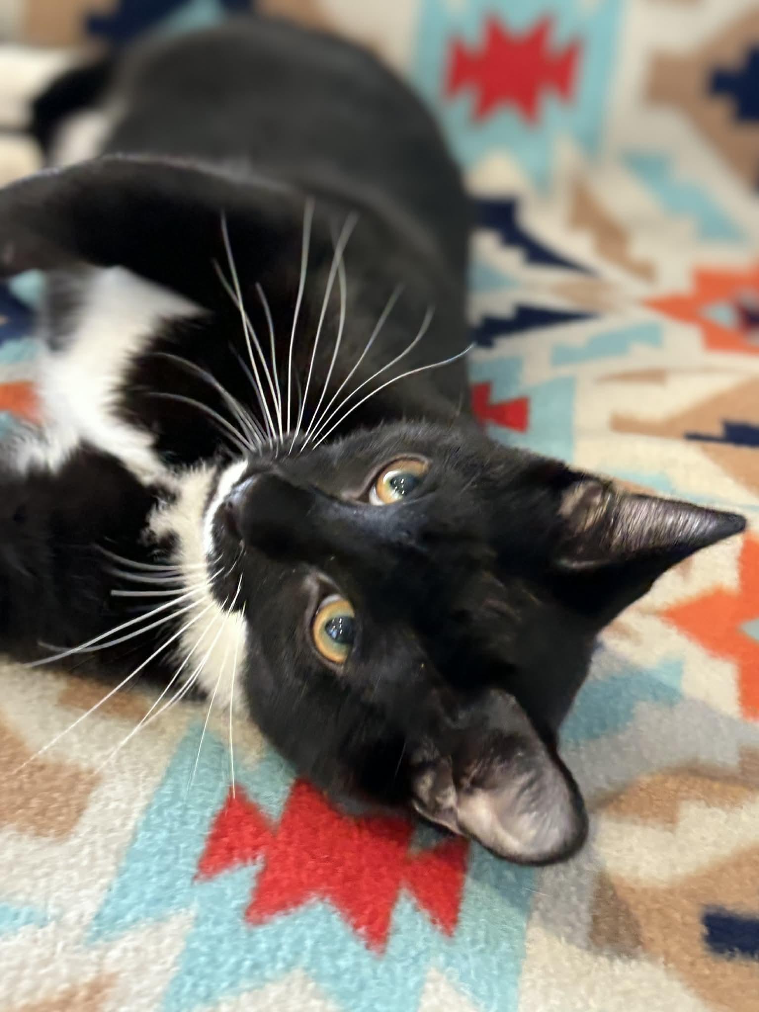 Enlarge Cledus, a Adoptable American Shorthair in Barboursville, WV image 3/3