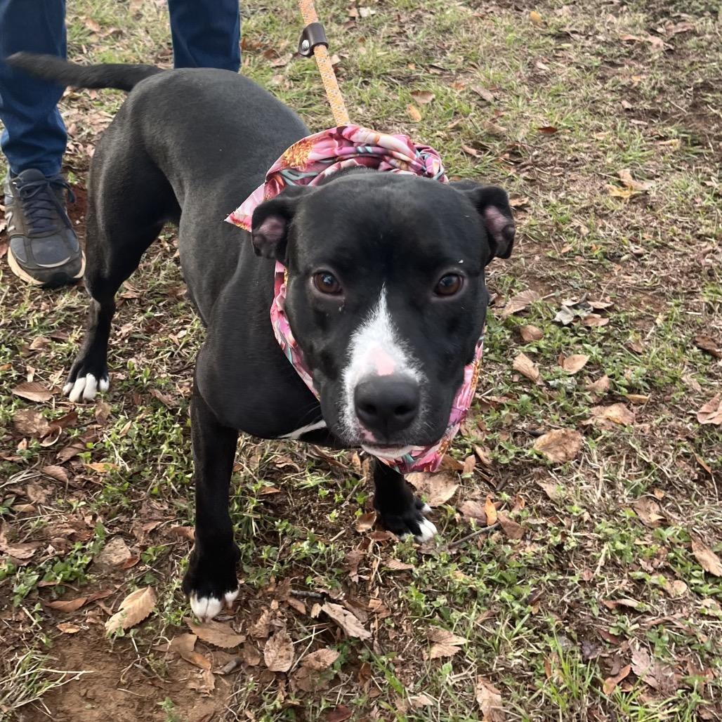 Delta Dawn, Adoptable, Young Female Labrador Retriever.