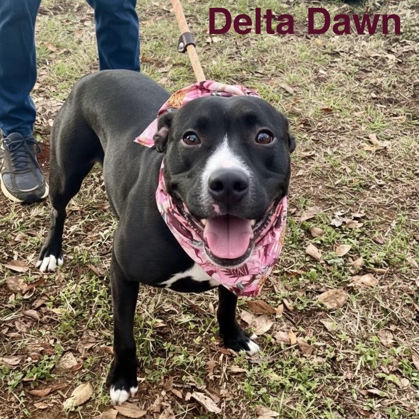 Delta Dawn, a Adoptable mixed breed in Palestine, TX image 5/6