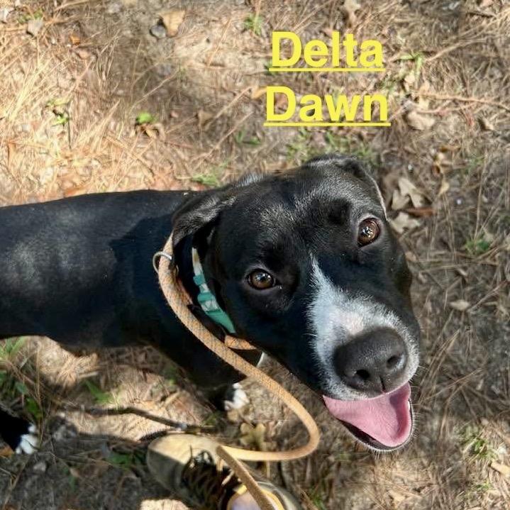 Delta Dawn, a Adoptable mixed breed in Palestine, TX image 6/6