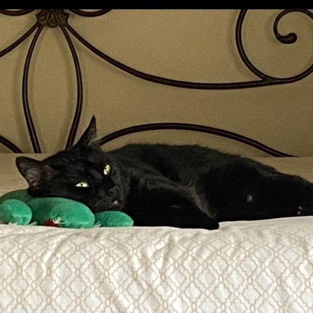 Onyx, a ADOPTABLE Domestic Short Hair in Redmond, WA image 3/3