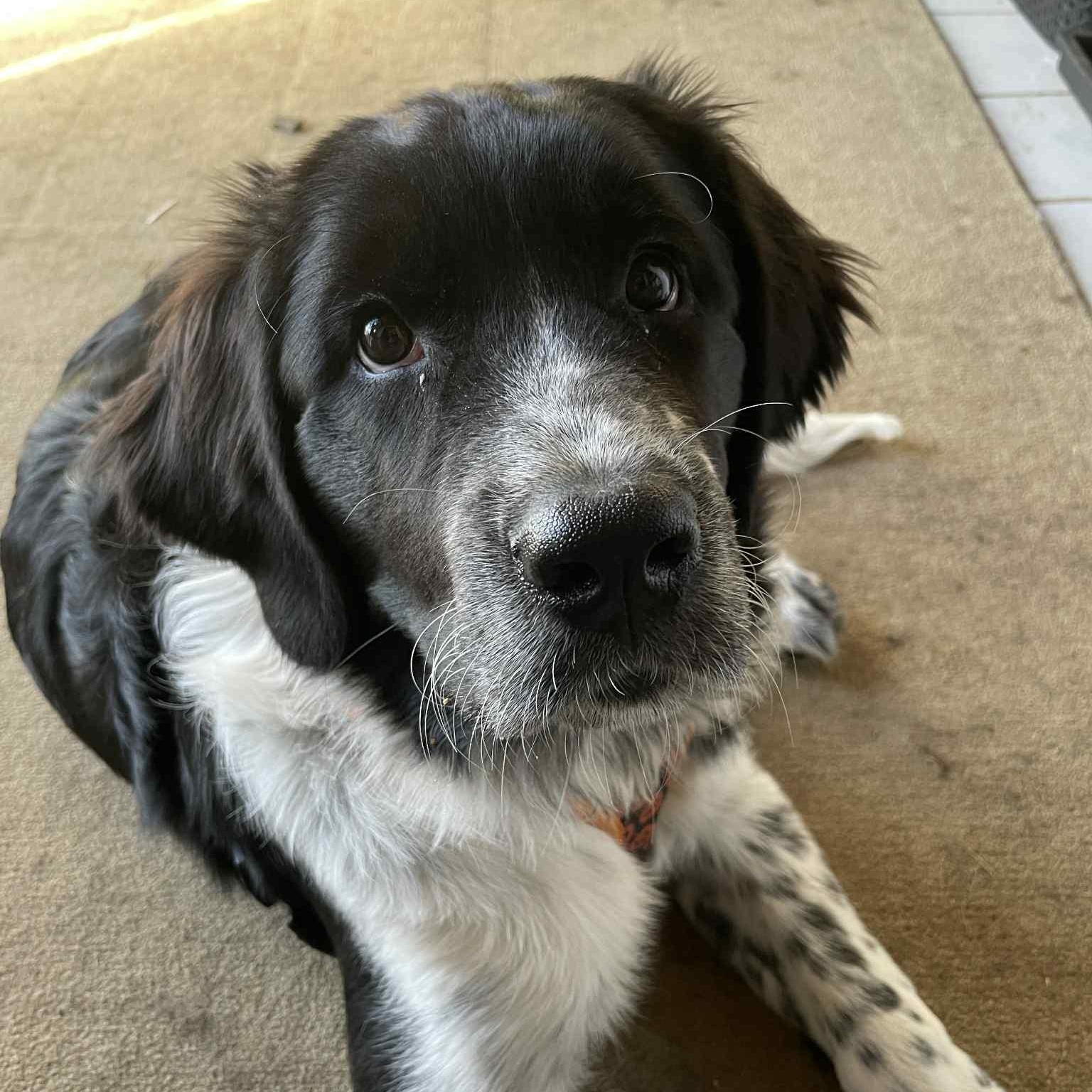 Pepper, Adoptable, Puppy Female Newfoundland Dog.