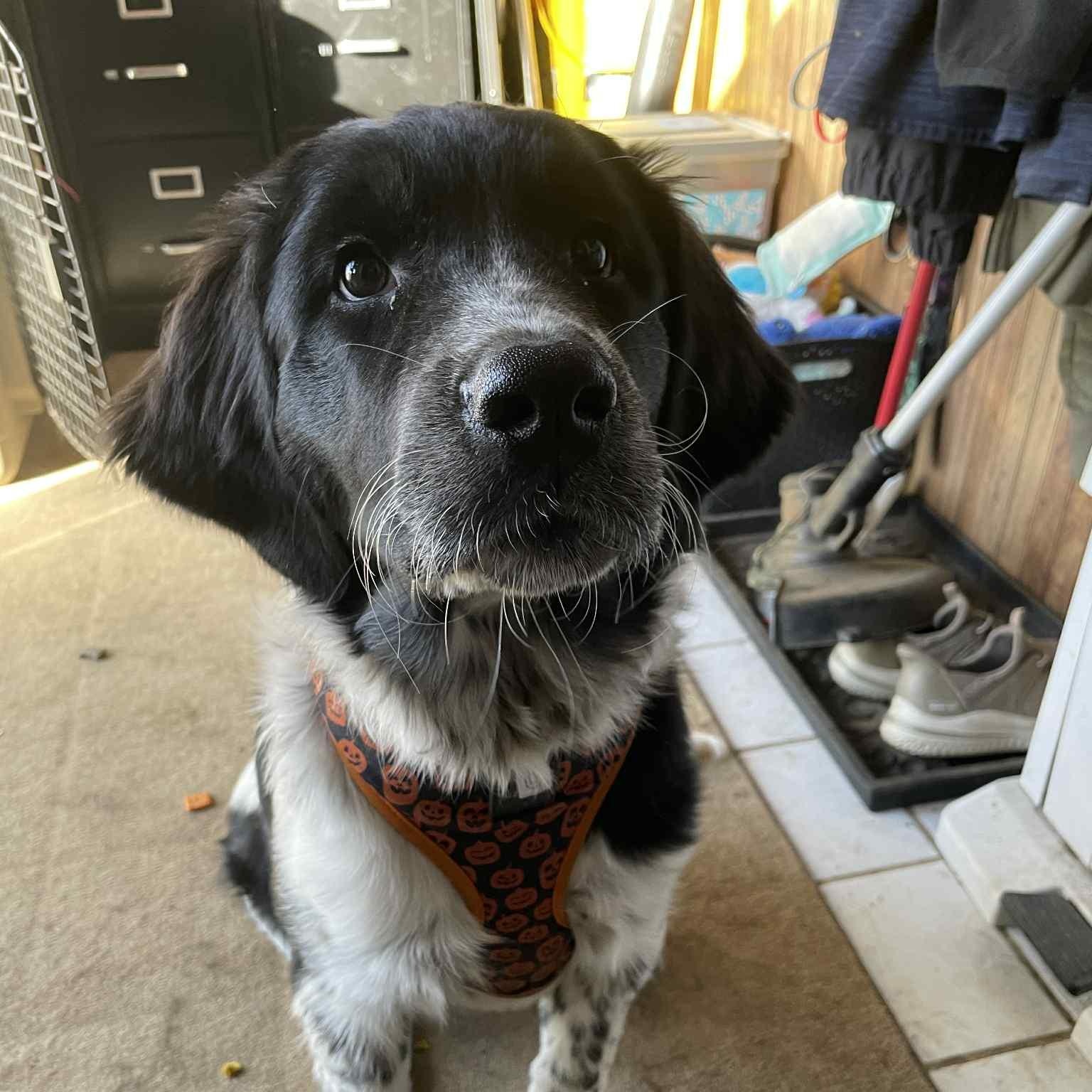 Pepper, a Adoptable Newfoundland Dog in North Branch, MN image 2/2
