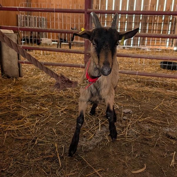 Enlarge 007, a ADOPTABLE Oberhasli in Cooperstown, NY image 3/3