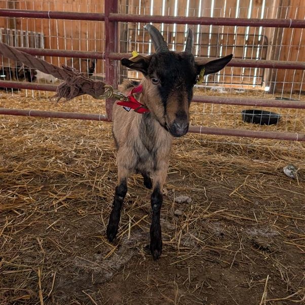 Enlarge 007, a ADOPTABLE Oberhasli in Cooperstown, NY image 1/3