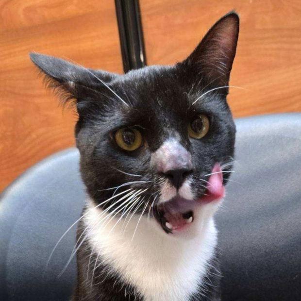 Enlarge Onyx, a Adoptable mixed breed in Fishkill, NY image 1/2