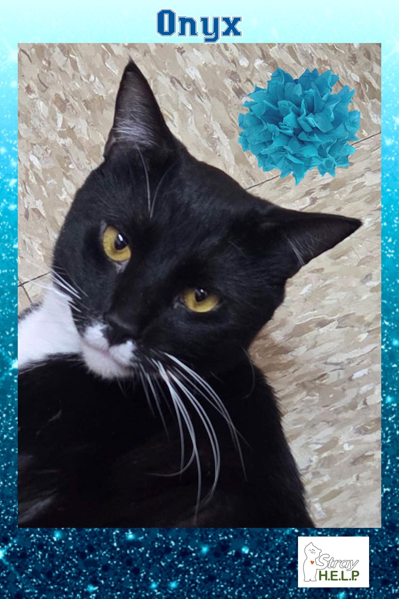 Enlarge Onyx, a Adoptable mixed breed in Fishkill, NY image 1/3