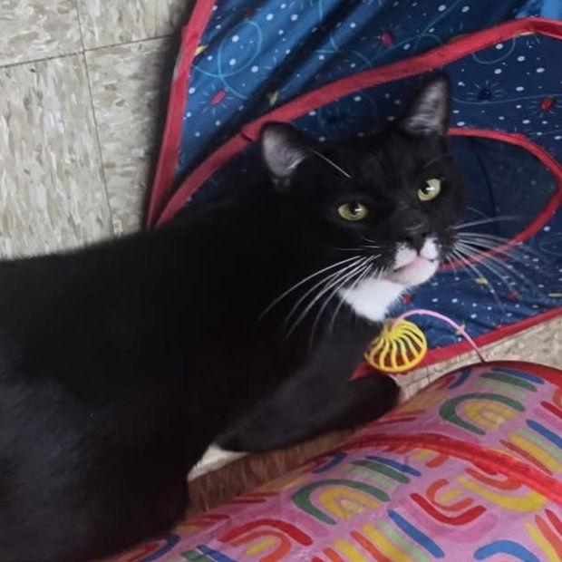 Enlarge Onyx, a Adoptable mixed breed in Fishkill, NY image 2/2