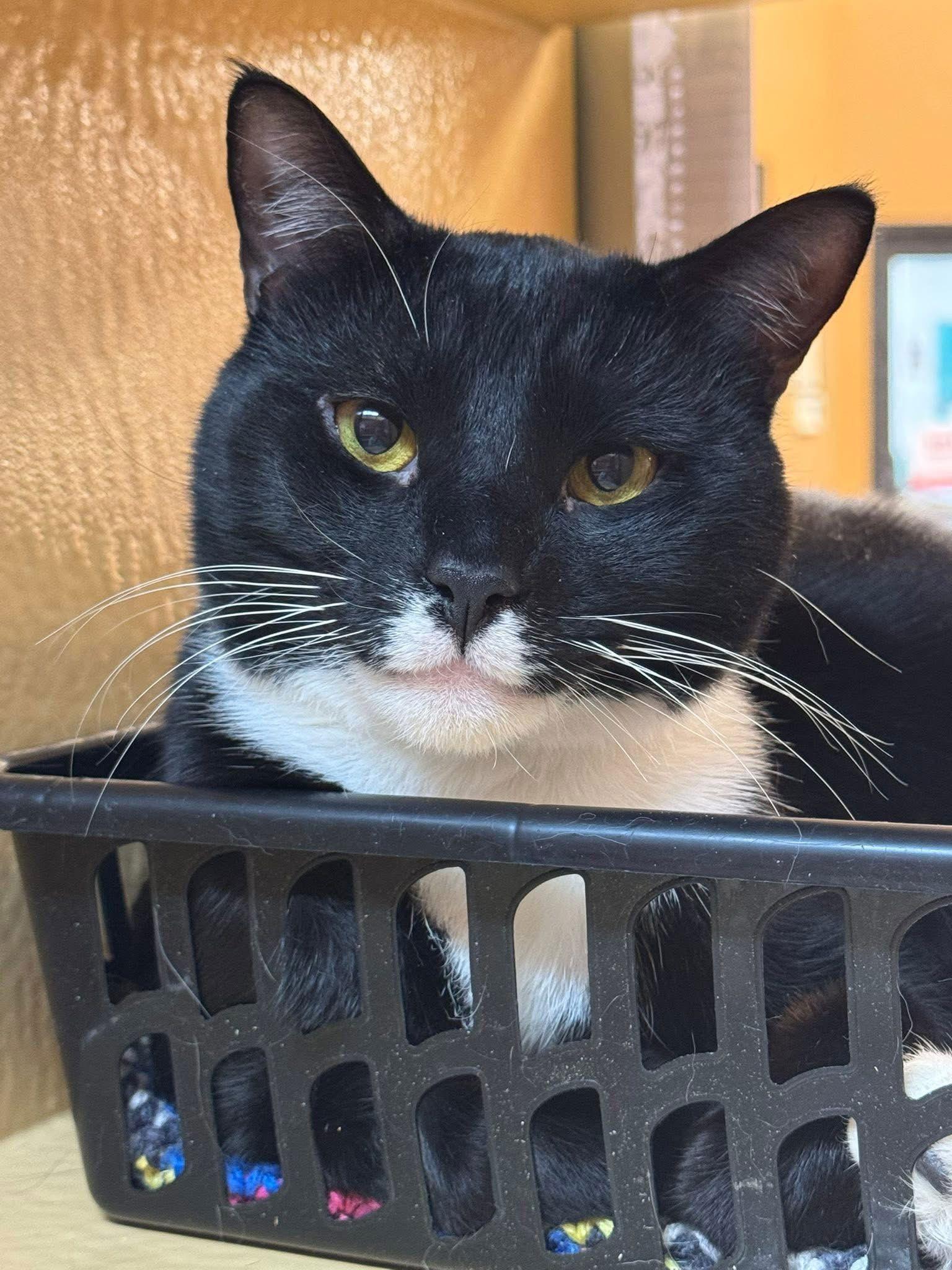 Enlarge Onyx, a Adoptable mixed breed in Fishkill, NY image 2/3