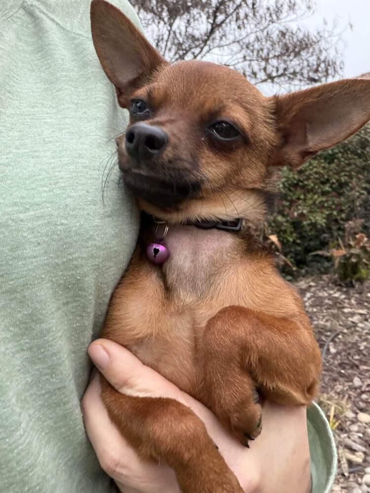 Enlarge Scooby Doo, a Adoptable Chihuahua in Oakdale, CA image 1/5