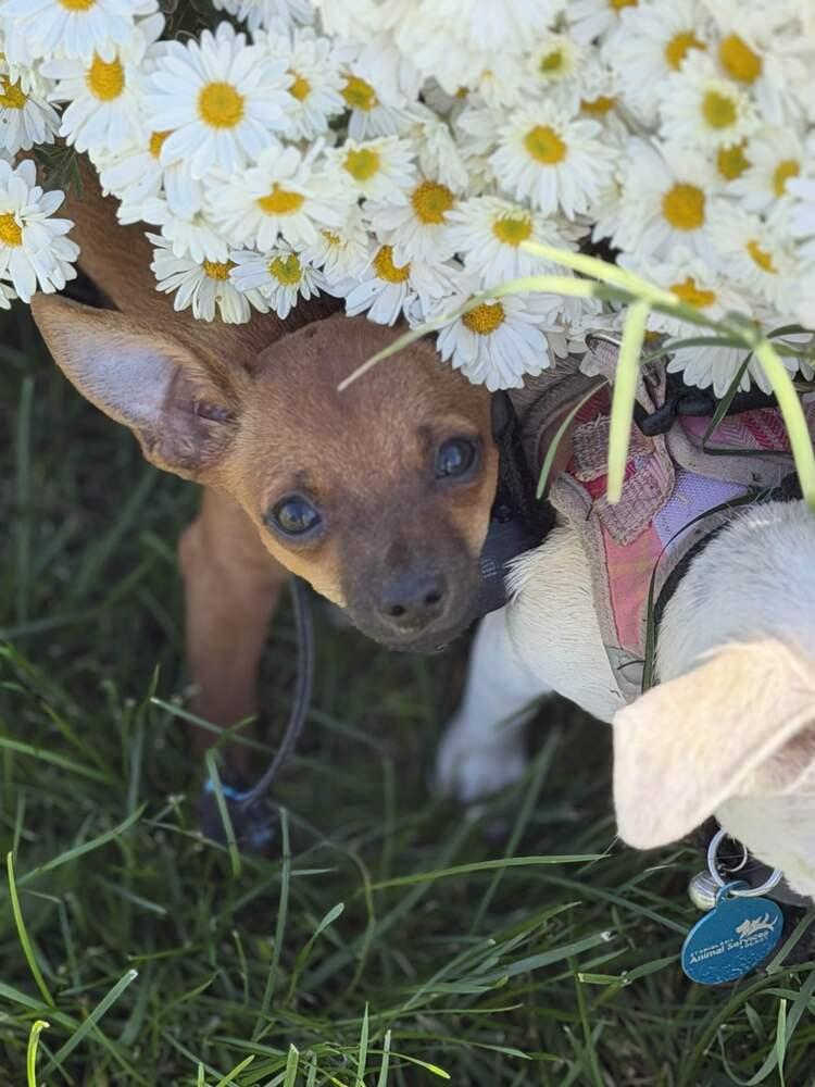 Enlarge Scooby Doo, a Adoptable Chihuahua in Oakdale, CA image 3/5