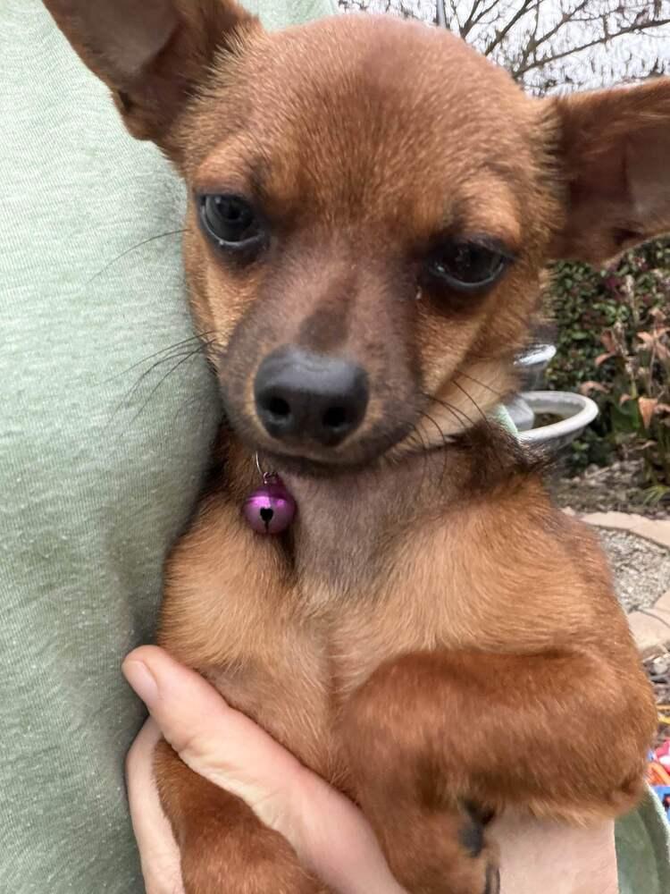 Enlarge Scooby Doo, a Adoptable Chihuahua in Oakdale, CA image 4/5