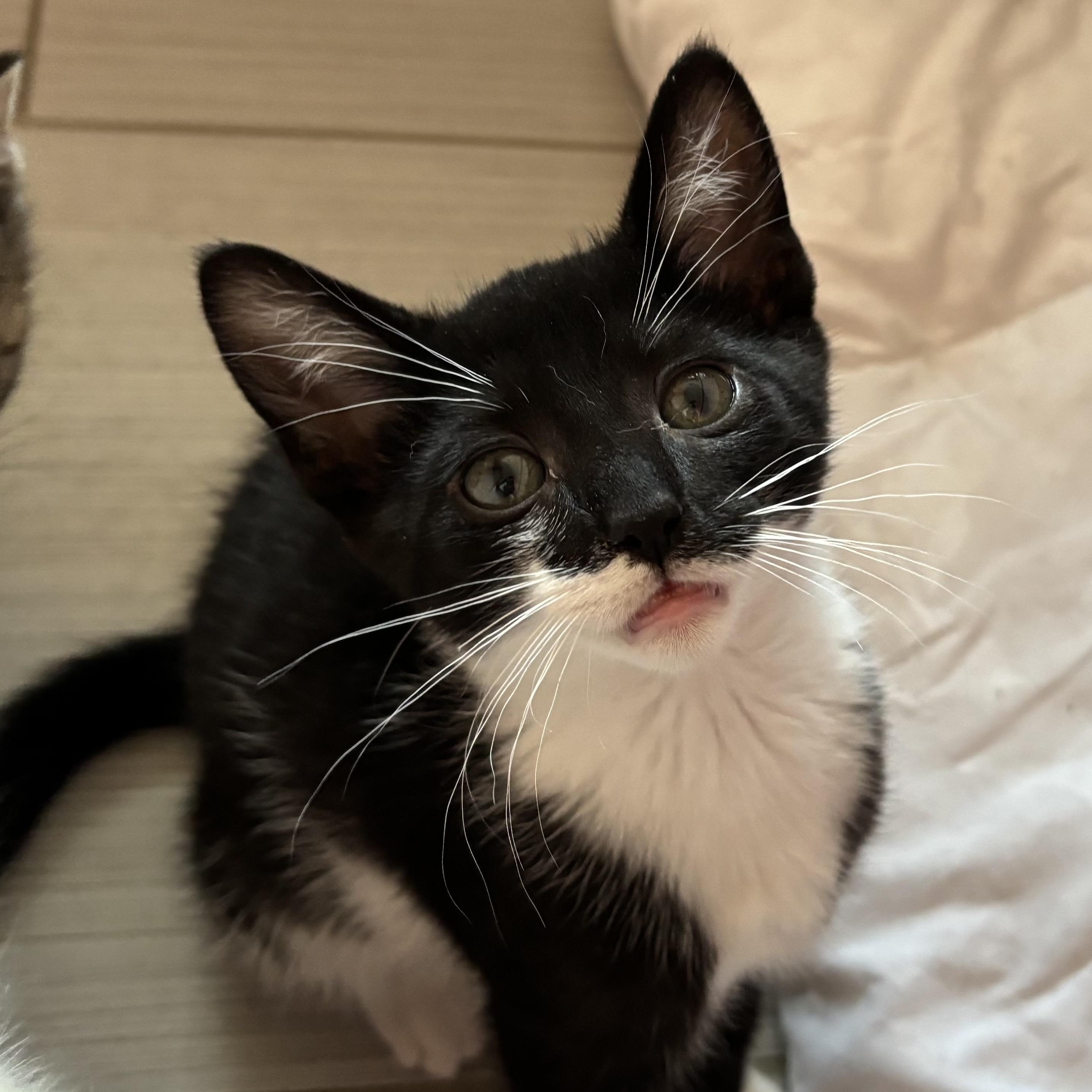 FAITH, Baby Female Domestic Short Hair