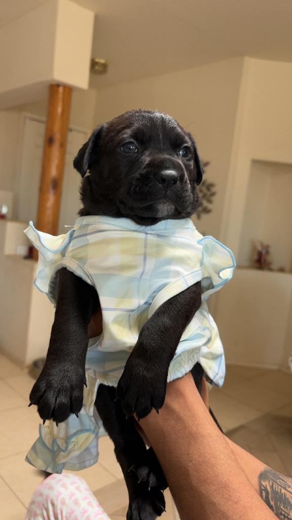 Tweety, Adoptable, Puppy Female Mixed Breed.