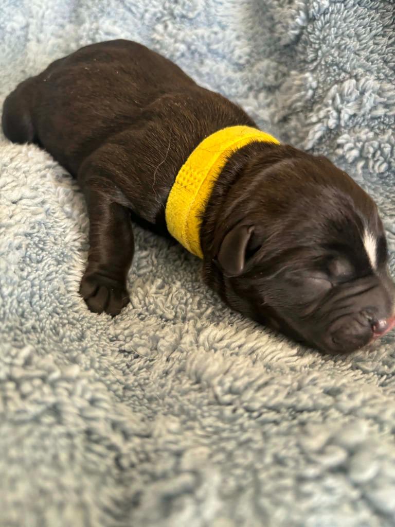 Enlarge Tweety, a Adoptable Mixed Breed in Mesa, AZ image 2/2