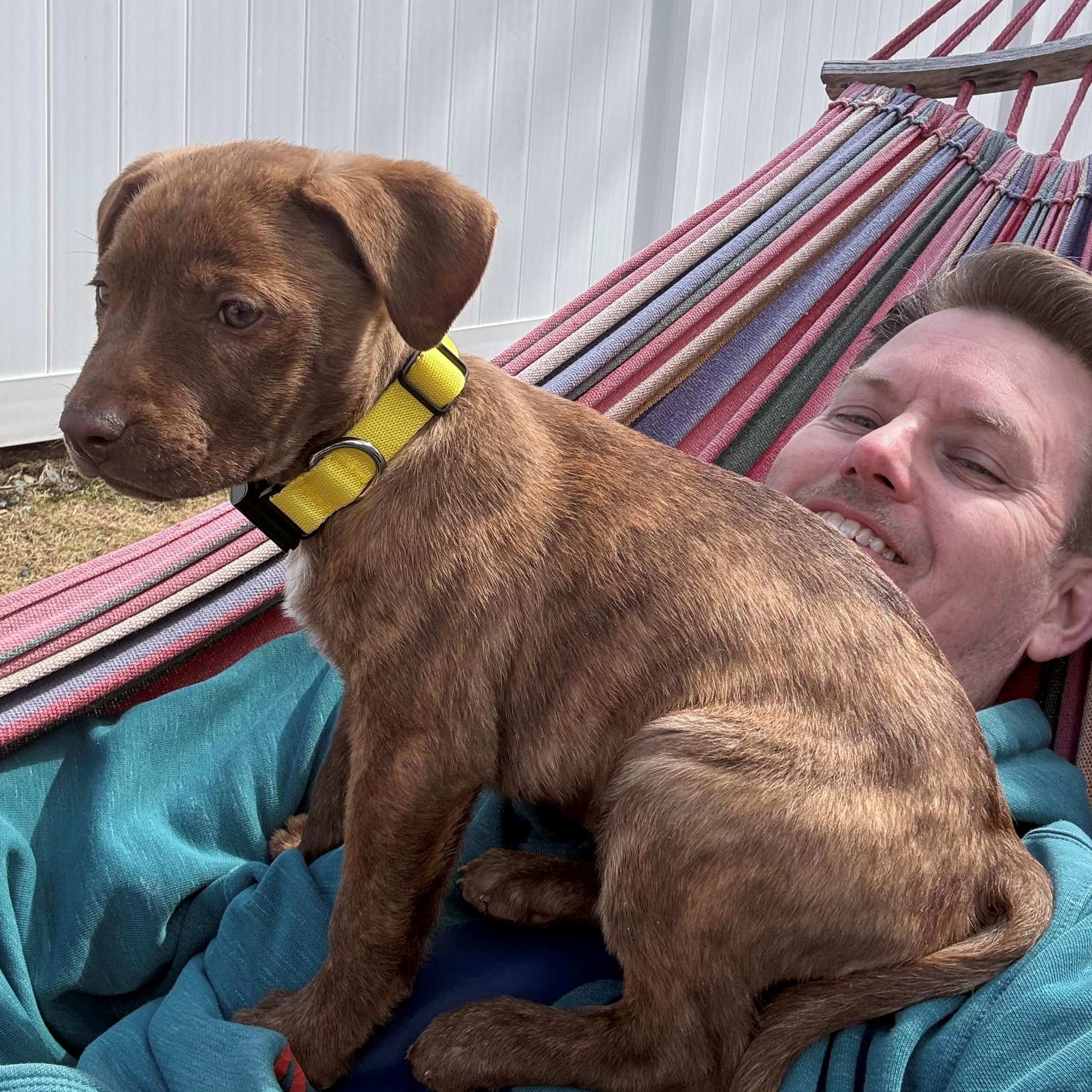 Enlarge Rosebud Bloom - Local Pup, an adopted mixed breed in Andover, MA image 4/6