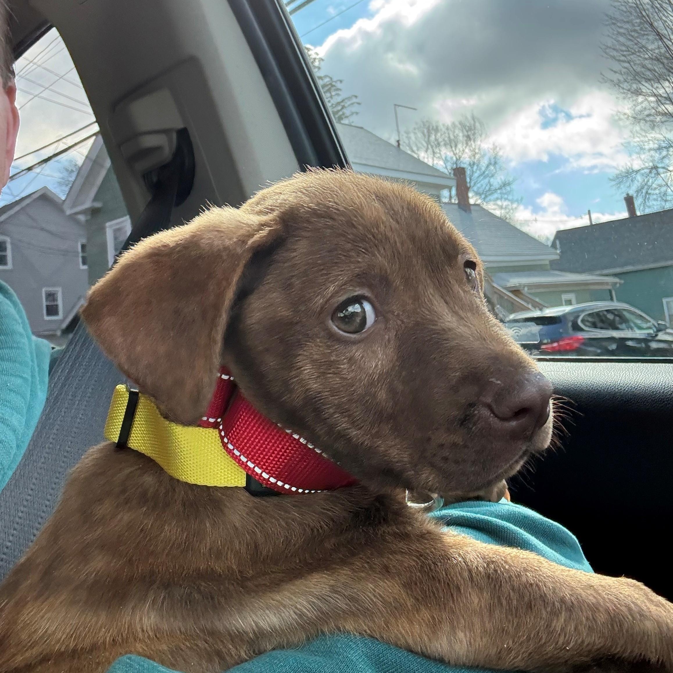 Enlarge Rosebud Bloom - Local Pup, an adopted mixed breed in Andover, MA image 6/6