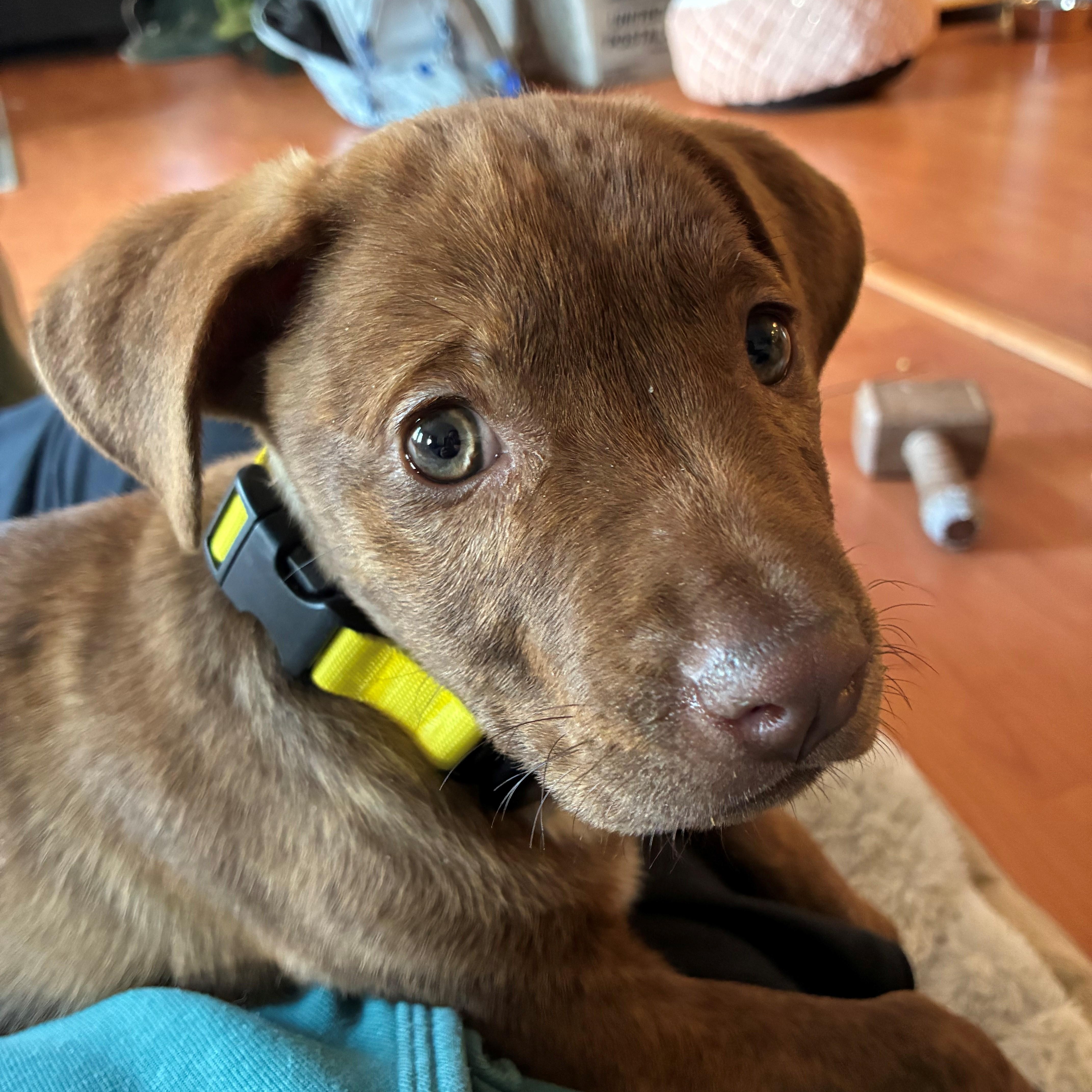 Enlarge Rosebud Bloom - Local Pup, an adopted mixed breed in Andover, MA image 5/6