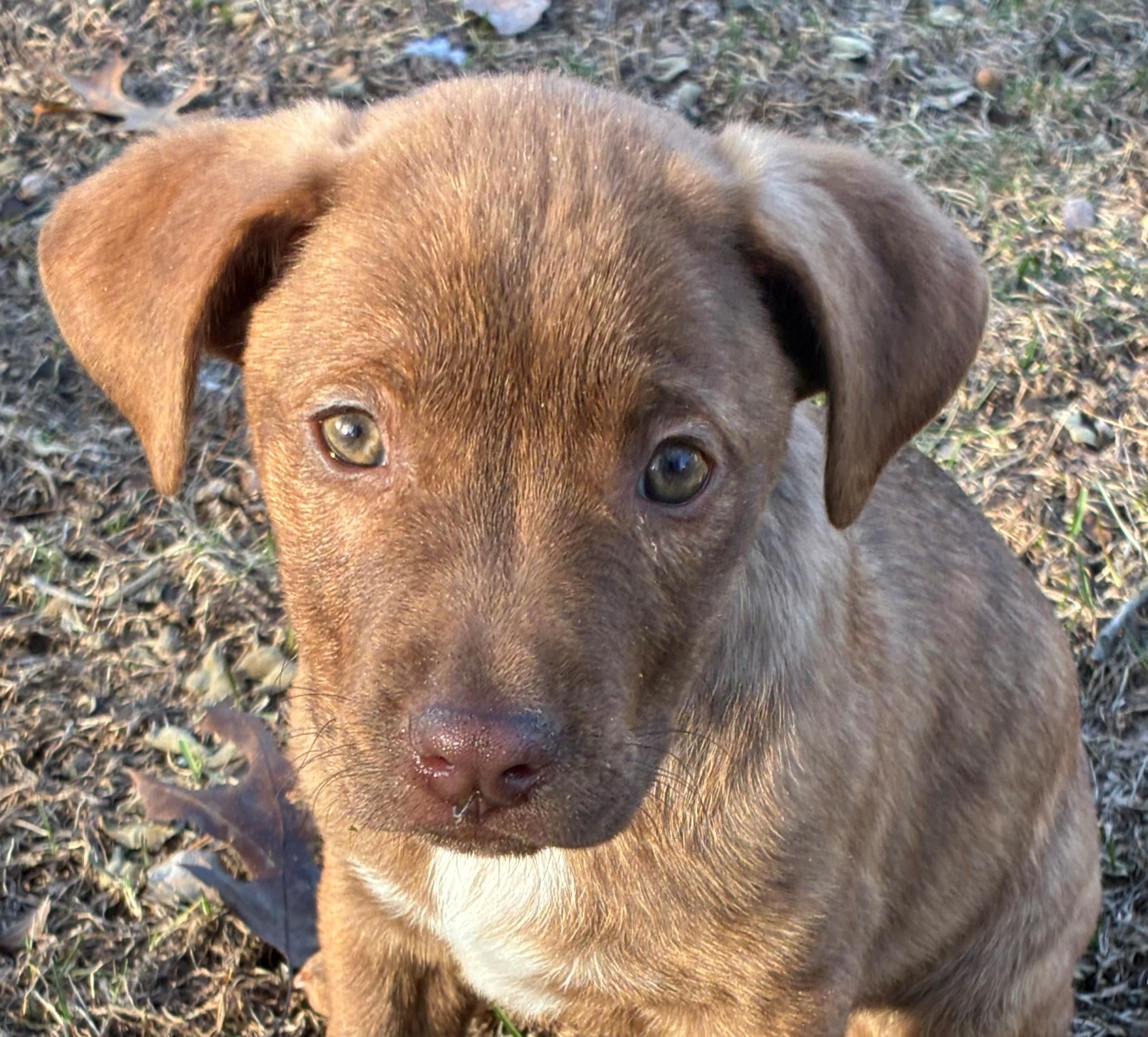 Rosebud Bloom - Local Pup, adopted, Puppy Female Chocolate Labrador Retriever & Mountain Cur.