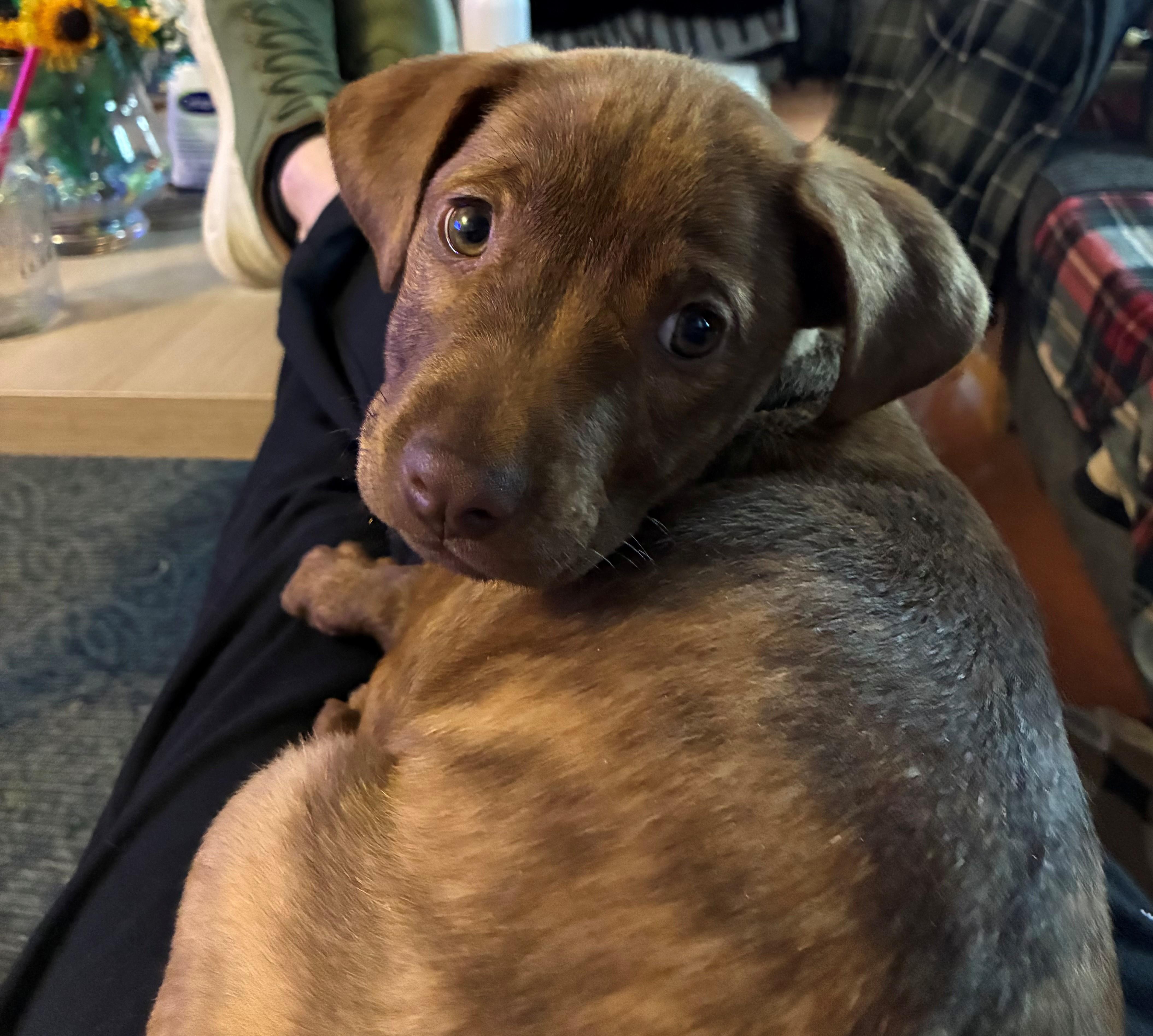 Enlarge Rosebud Bloom - Local Pup, an adopted mixed breed in Andover, MA image 2/6