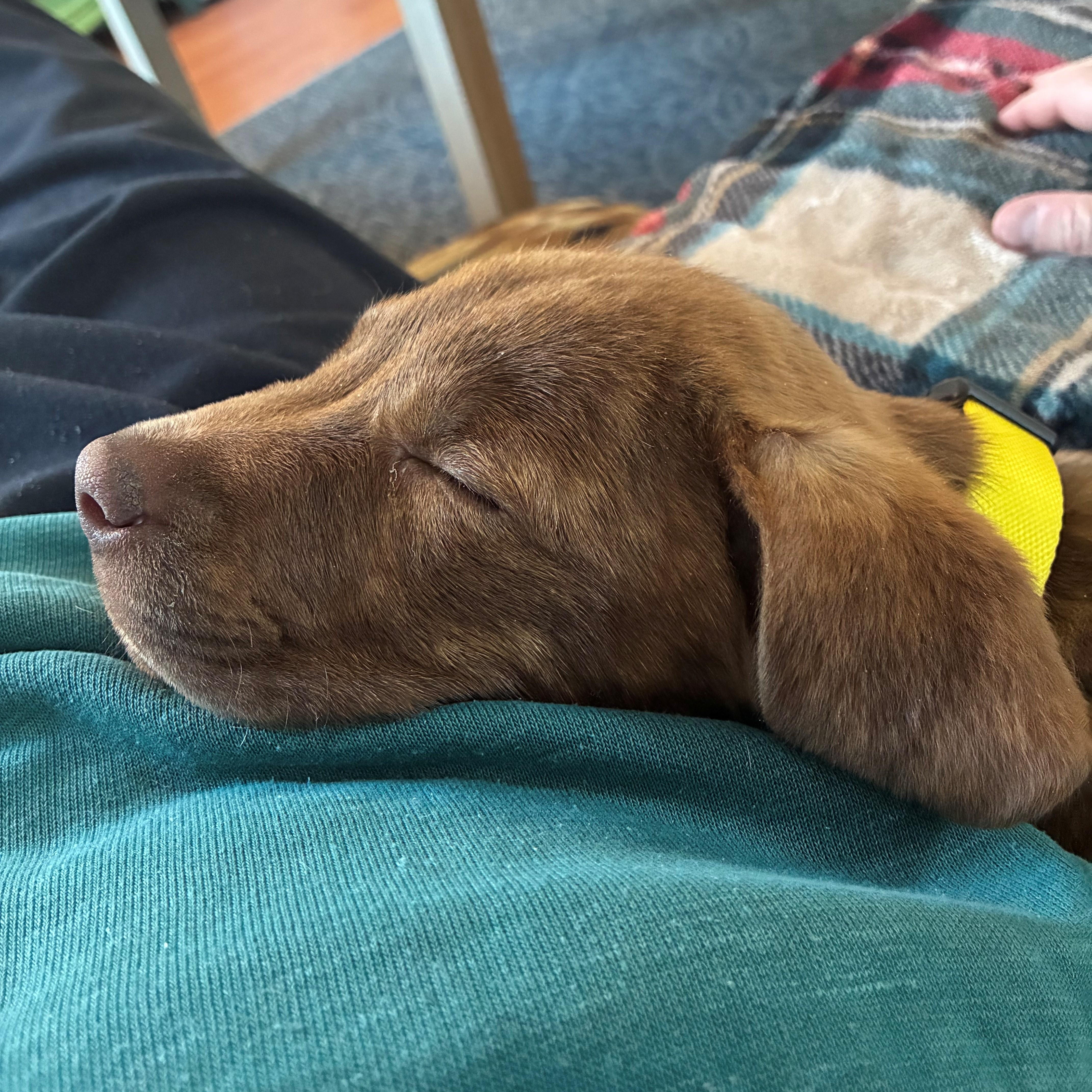 Enlarge Rosebud Bloom - Local Pup, an adopted mixed breed in Andover, MA image 3/6