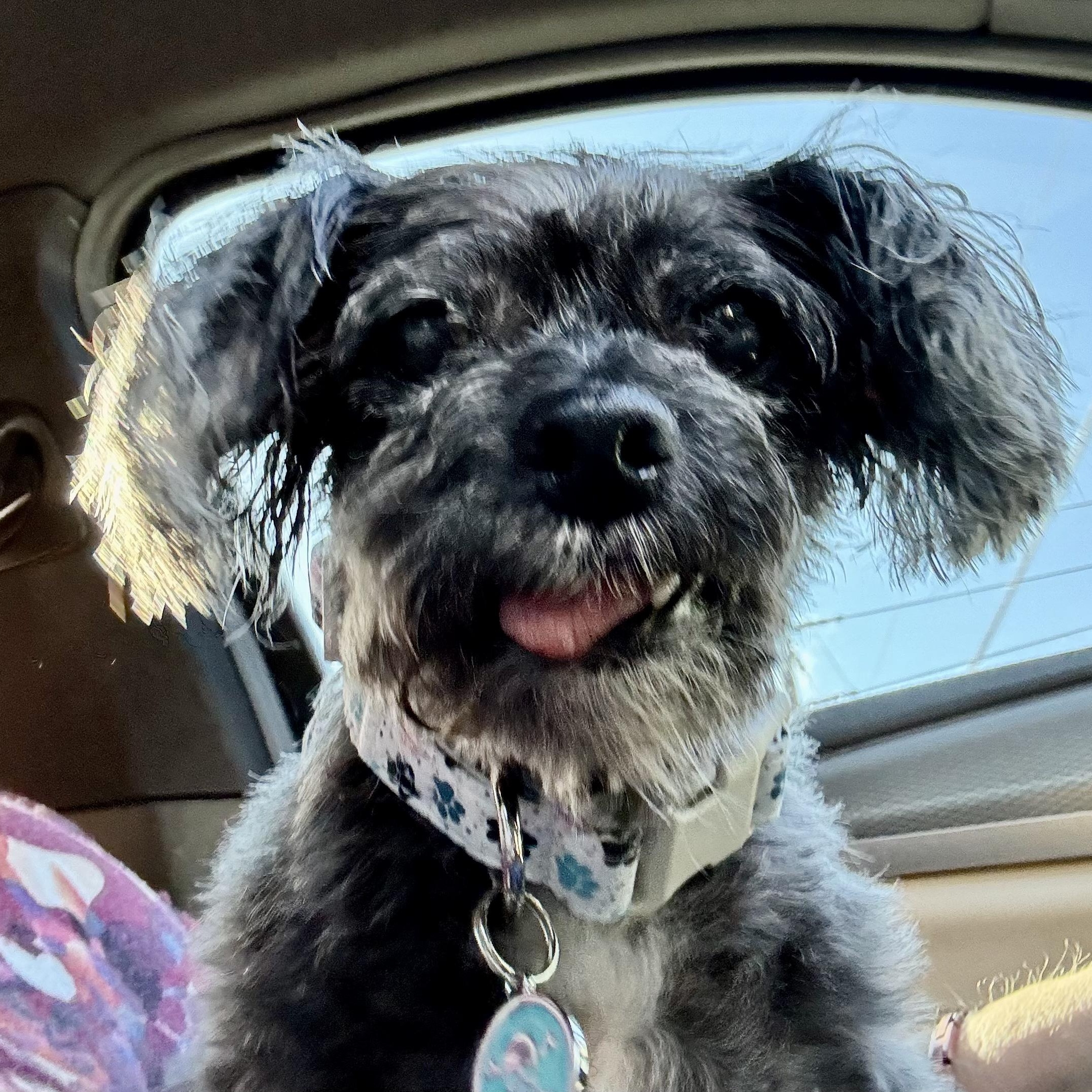 Enlarge Barnaby Worth, a Adoptable mixed breed in Plano, TX image 3/3