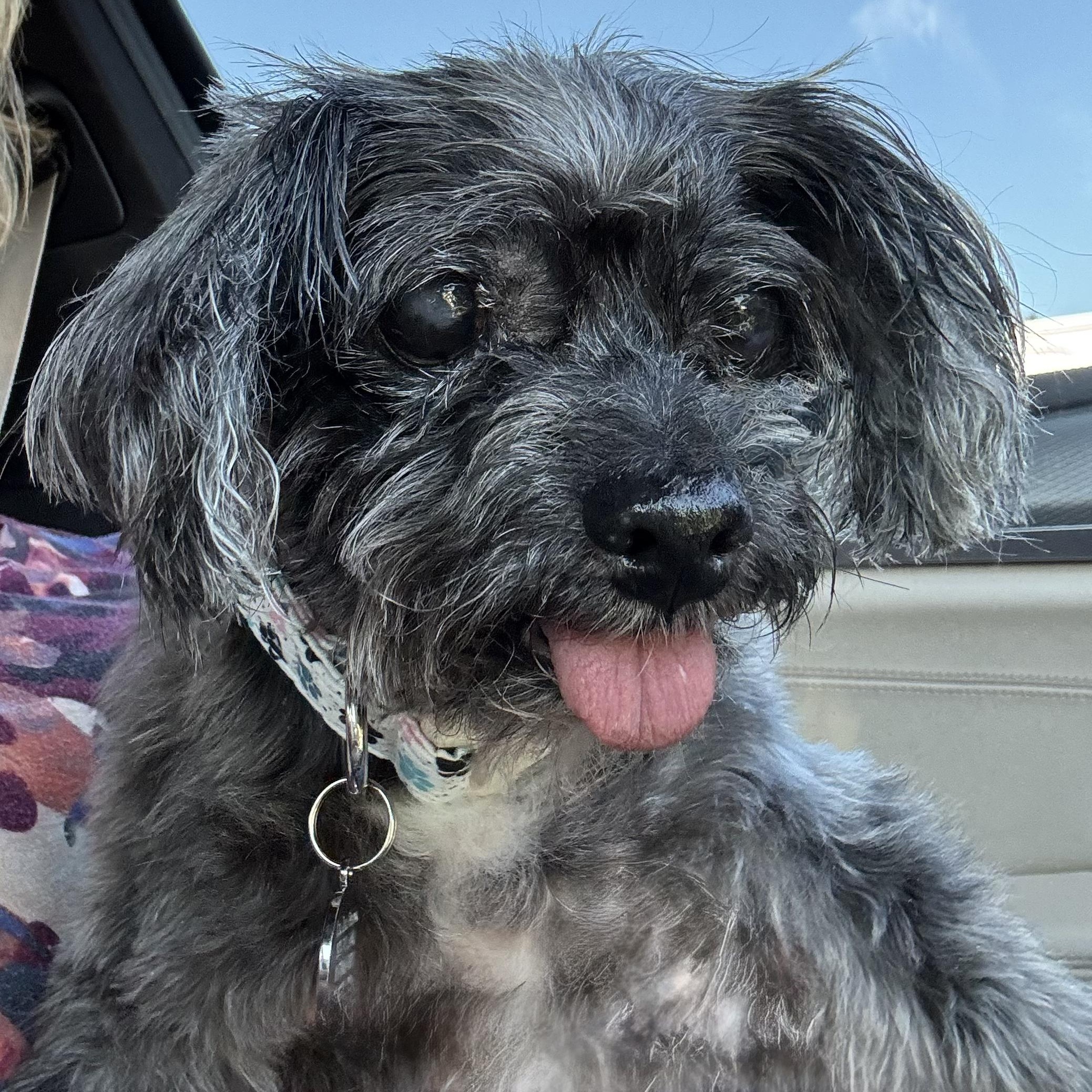 Enlarge Barnaby Worth, a Adoptable mixed breed in Plano, TX image 1/3