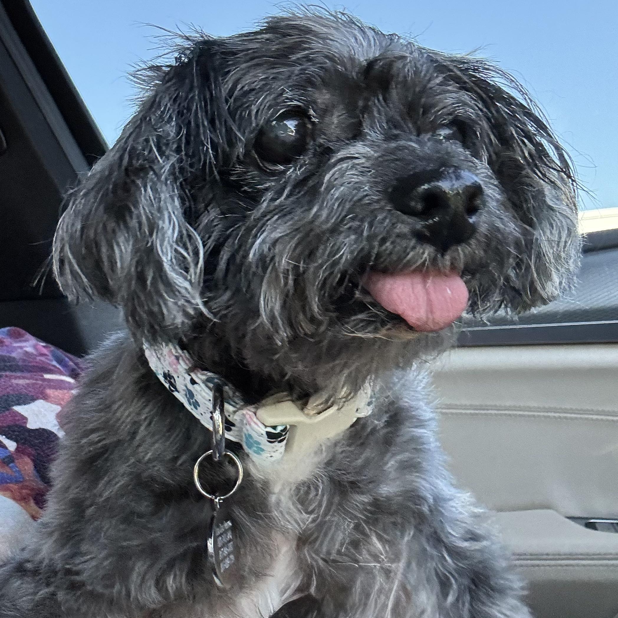 Enlarge Barnaby Worth, a Adoptable mixed breed in Plano, TX image 2/3