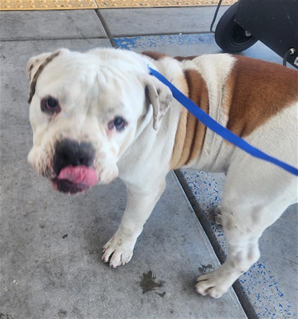 Enlarge Big Boy - LONGTIME RESIDENT, a ADOPTABLE mixed breed in Thousand Oaks, CA image 1/1