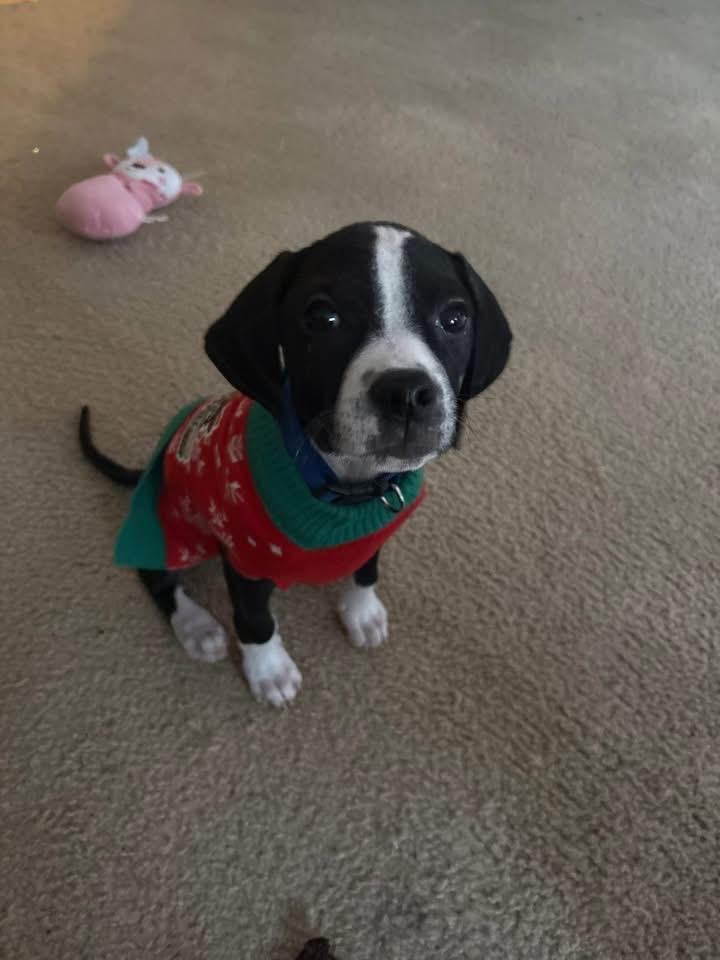 Abby, a Adopted Terrier in Berlin, NJ image 2/3