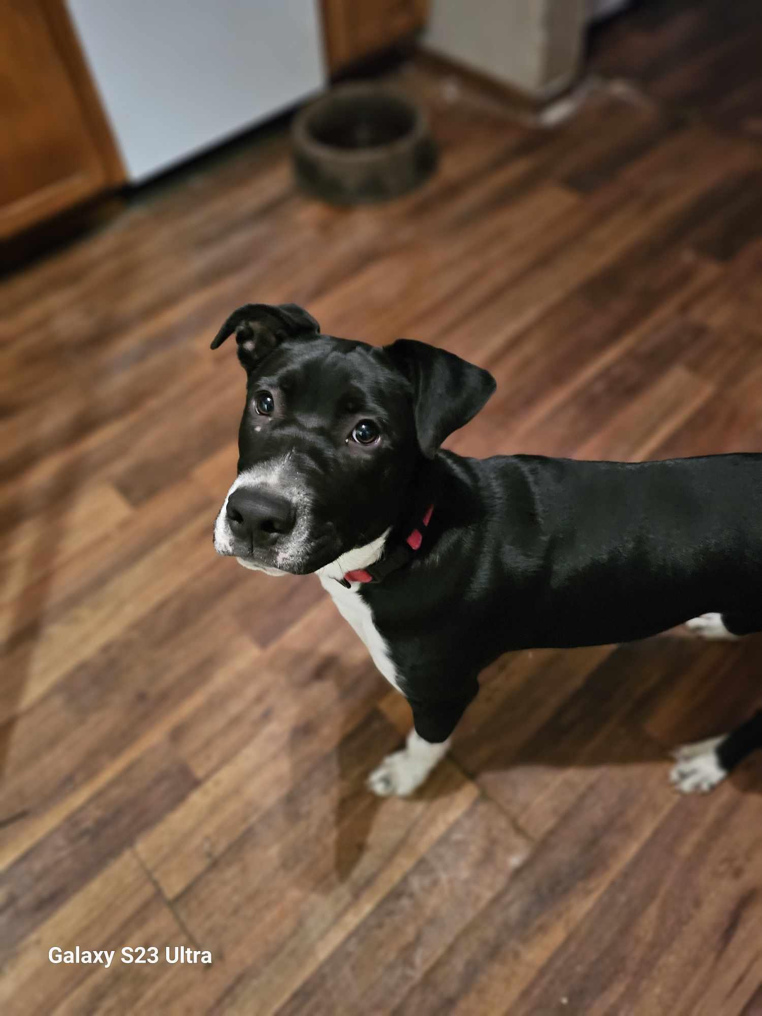 Riley, Adoptable, Puppy Male Terrier.