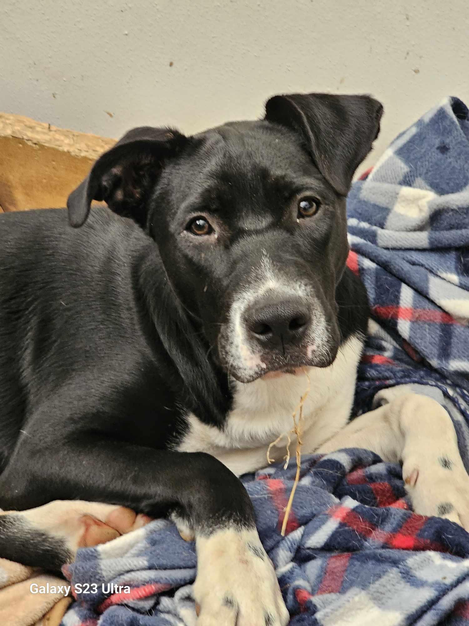 Riley, a Adoptable Terrier in Waterloo, IA image 2/3