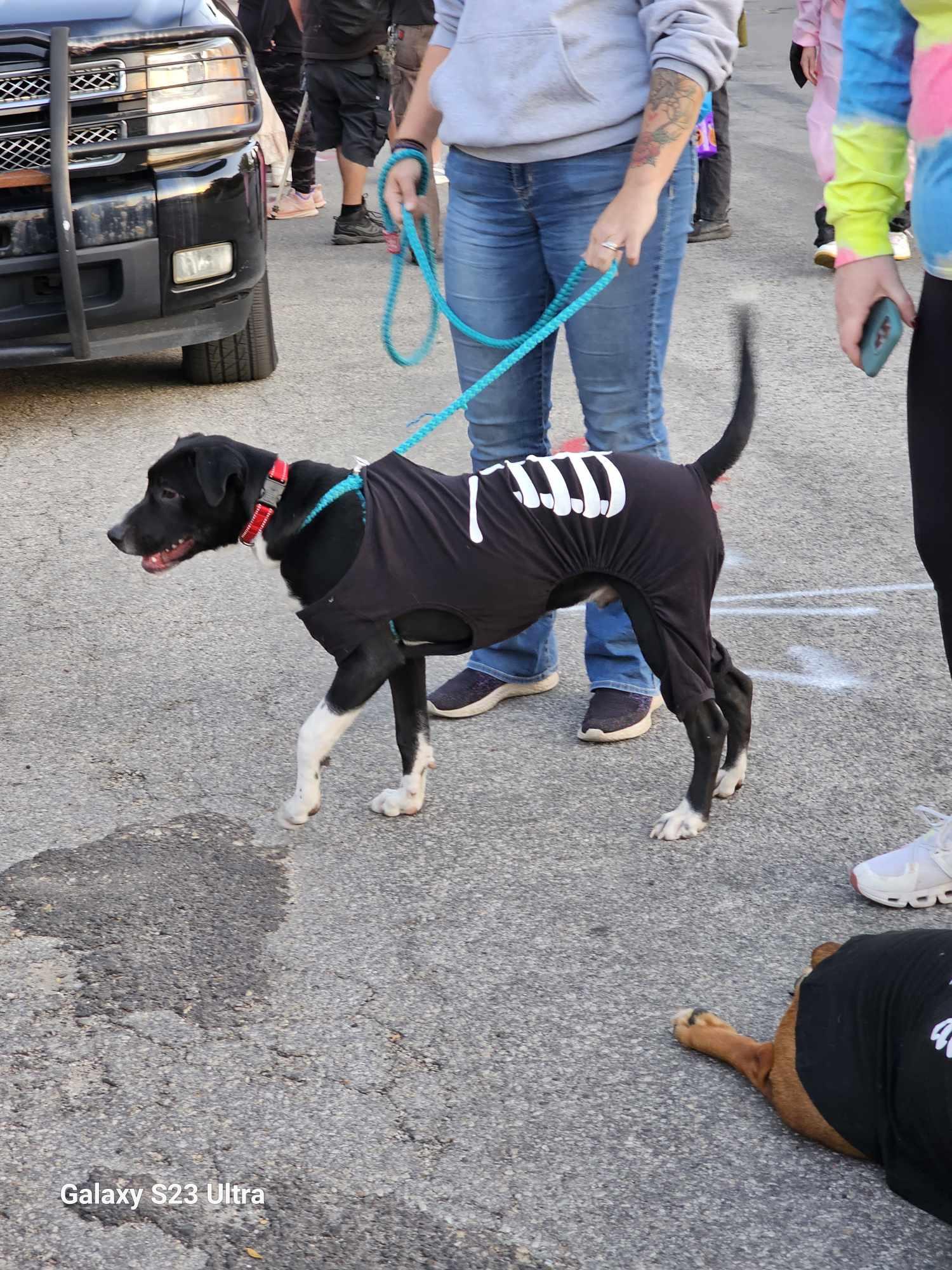Riley, a Adoptable Terrier in Waterloo, IA image 3/3