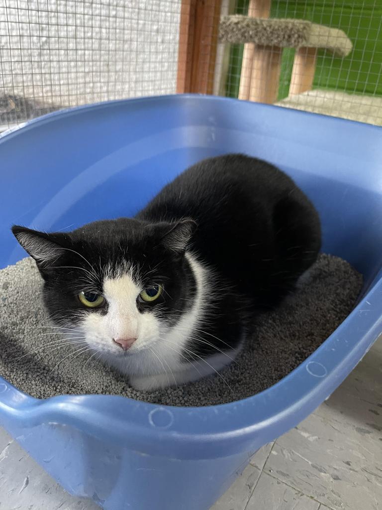 Enlarge Sugar Plum, a Adoptable mixed breed in Jim Thorpe, PA image 4/6