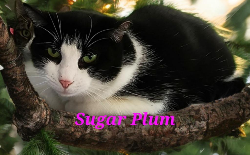 Enlarge Sugar Plum, a Adoptable mixed breed in Jim Thorpe, PA image 5/6