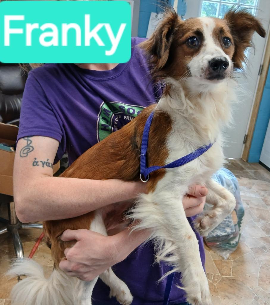 Franky, Adopted, Adult Male Papillon & Jack Russell Terrier.