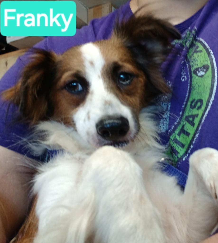 Franky, a Adopted mixed breed in Mena, AR image 2/2