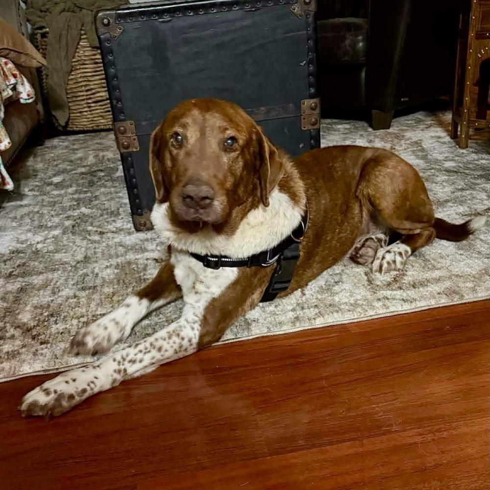 Rumy, Adoptable, Senior Male Labrador Retriever & Spaniel.