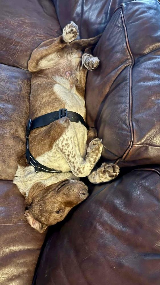 Rumy, a Adoptable mixed breed in New Albany, OH image 3/6