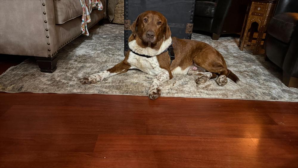 Rumy, a Adoptable mixed breed in New Albany, OH image 4/6