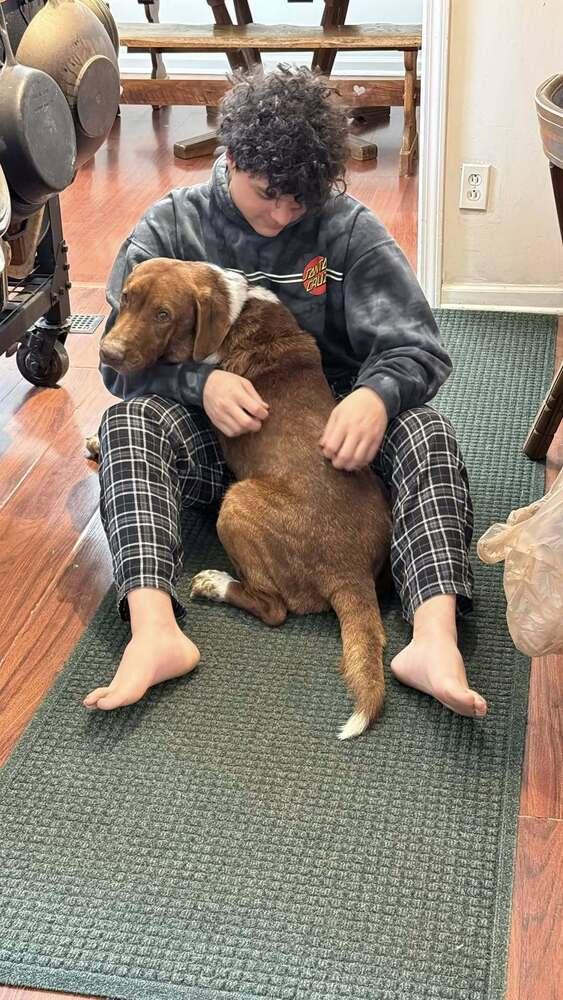 Rumy, a Adoptable mixed breed in New Albany, OH image 5/6