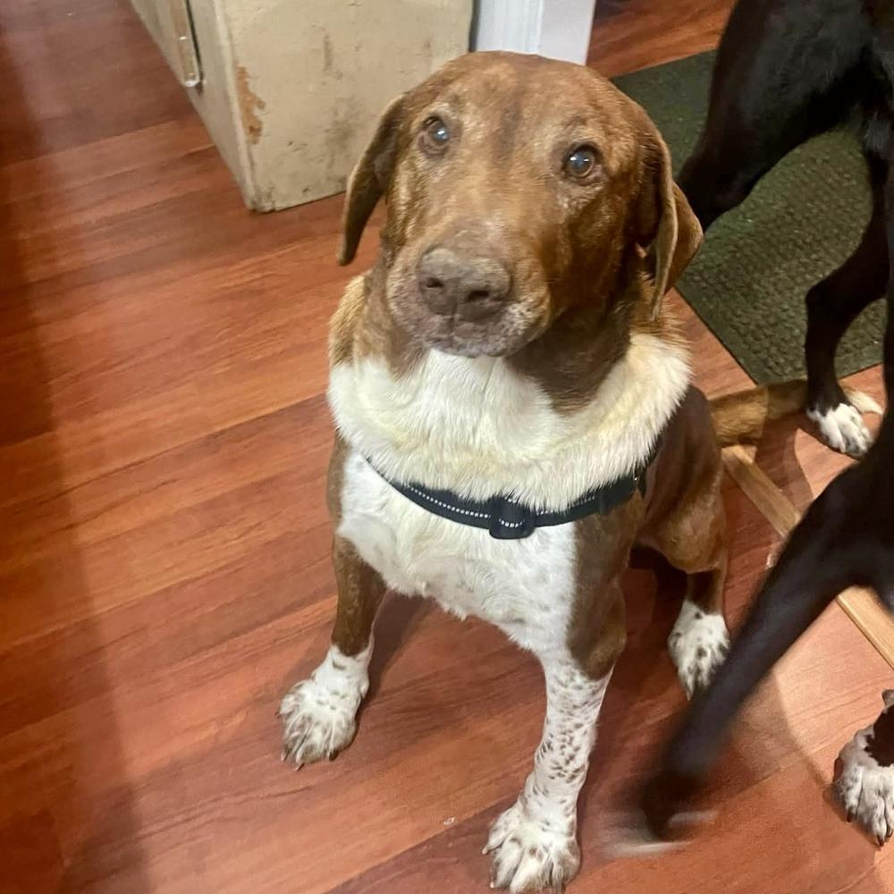 Rumy, a Adoptable mixed breed in New Albany, OH image 6/6