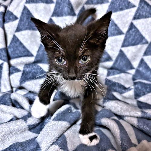 Simone, Adoptable, Young Female Domestic Short Hair.