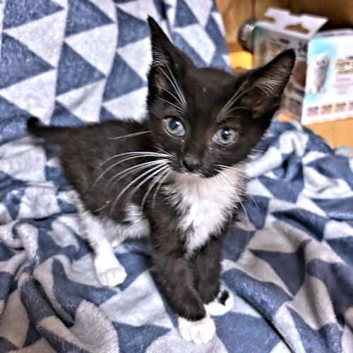 Enlarge Simone, a Adoptable Domestic Short Hair in Rutherfordton, NC image 2/3