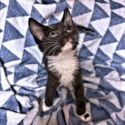 Enlarge Simone, a Adoptable Domestic Short Hair in Rutherfordton, NC image 3/3